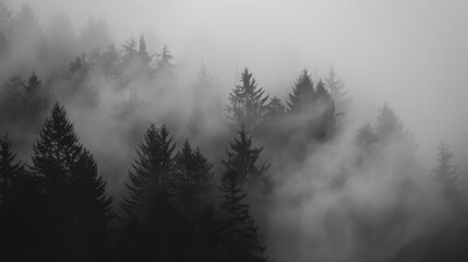 A dense fog rolling over a dense forest, evoking a sense of mystery and tranquility in nature.