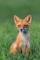 Fototapeta premium Red Fox