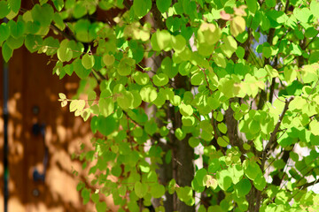 新緑の葉っぱ　カツラの木　ハート型の美しい葉　初夏を感じさせるこもれび　緑の背景