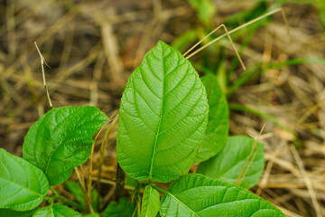 Sinowilsonia henryi leaves 