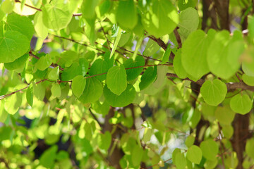 新緑の葉っぱ　カツラの木　ハート型の美しい葉　初夏を感じさせるこもれび　緑の背景