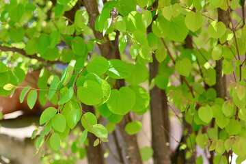 新緑の葉っぱ　カツラの木　ハート型の美しい葉　初夏を感じさせるこもれび　緑の背景