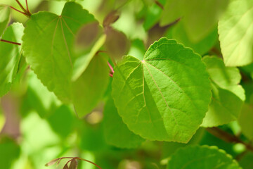 新緑の葉っぱ　カツラの木　ハート型の美しい葉　初夏を感じさせるこもれび　緑の背景