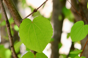 新緑の葉っぱ　カツラの木　ハート型の美しい葉　初夏を感じさせるこもれび　緑の背景
