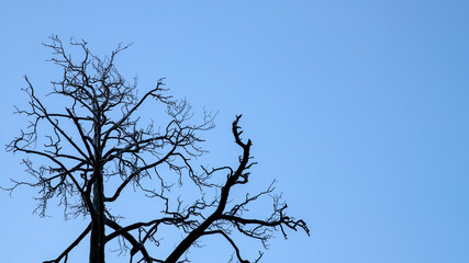 Silhouettes of dry tree branches against a blue sky. Halloween background.
