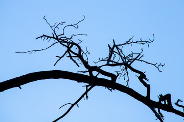 Silhouettes of dry tree branches against a blue sky. Halloween background.