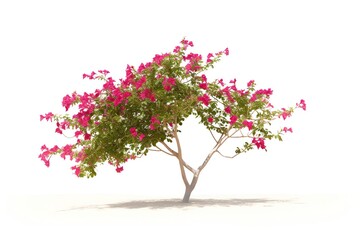 Photo of Bougainvillea, Isolated on white background