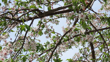 Sunlight streaming through the branches of a weeping cherry tree with lovely blossoms