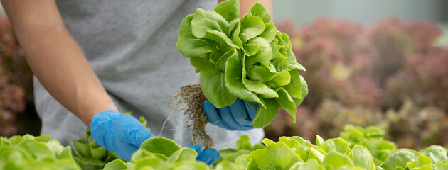 close up view hands of farmer picking lettuce in hydroponic greenhouse.