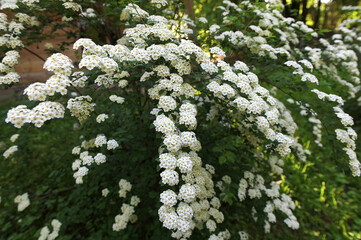 Flowering white bushes of Spiraea Vanhouttei