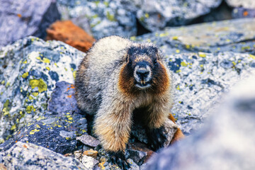 Hoary marmot in a rocky terrain