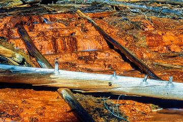 Tree logs lying in the muddy water