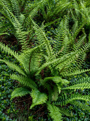 Asian Sabre Fern (Polystichum Neolobatum) ,Edinburgh, Scotland