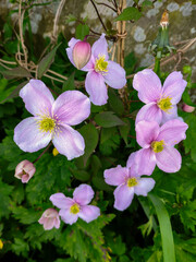 Clematis montana, the mountain clematis, Himalayan clematis or anemone clematis, Edinburgh, Scotland