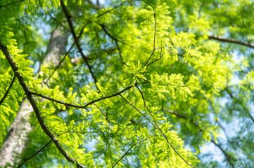 水元公園のメタセコイアの新緑