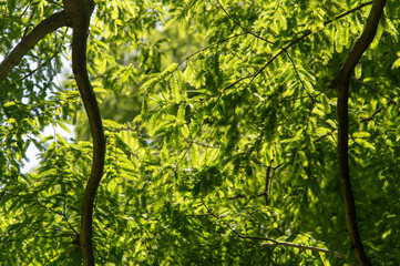水元公園のメタセコイアの新緑