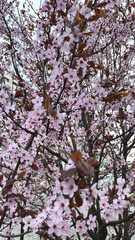 Pink cherry flowers on the tree