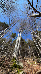 Spring mountain forest, tree branches without leaves. Polish mountains