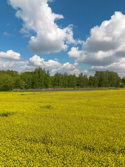 Yellow rapeseed flowers in a field against the sky with clouds