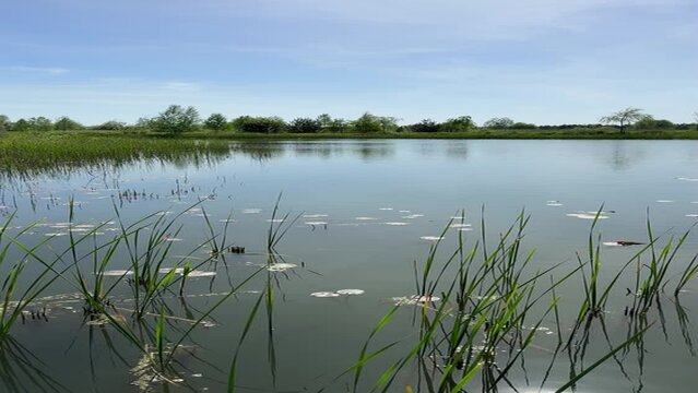 River with reeds in summer, vertical video.