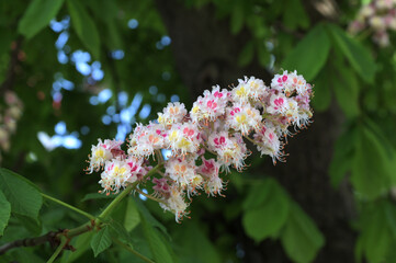 Horse chestnut flowers in the sunlight in spring
