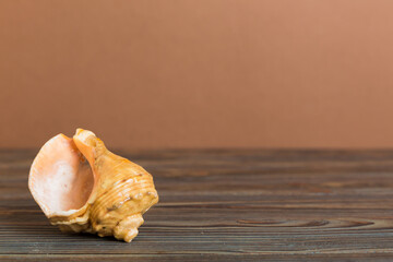 Summer time concept with sea shells or starfish on a table background with copy space for text