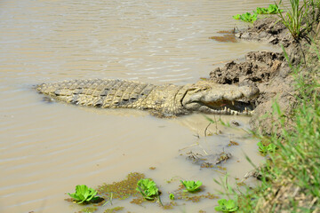  Nile crocodile, Crocodylus niloticus, basking in the sun at the edge of a swamp