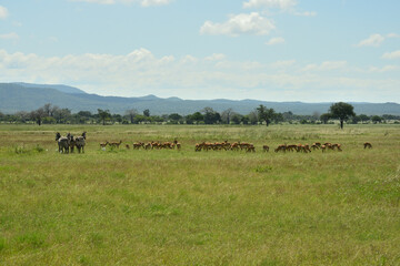 Zebra and Impala antelopes in African green savanah plain