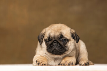 Pug puppy on a brown background