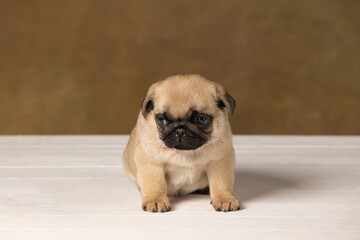 Pug puppy on a brown background