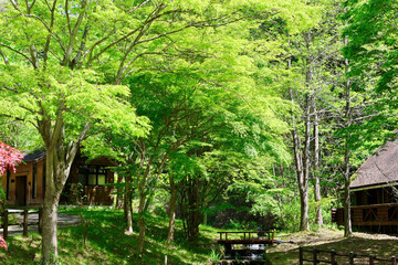 新緑の森とログハウスと木漏れ日　さわやかな季節