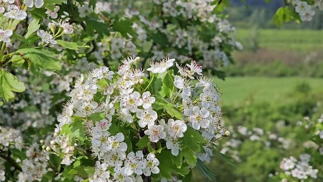 Bees fly from flower to flower, collects flower nectar and thus pollinate the hawthorn bush in bloom on a windy and sunny spring day in the area of Bohemian Paradise in Czech Republic