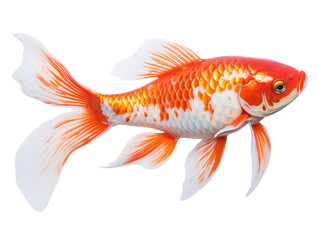 Koi fish isolated on transparent background