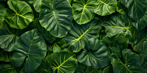 Tropical jungle green leaves background, horizontal Top down view. close - up shot