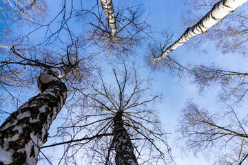 Young birch trees with black and white birch bark in spring in a birch grove against the sky