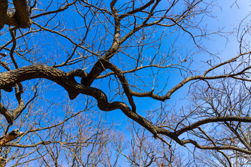 Treetops of oaks without leaves in spring