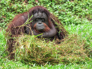 Bornean orang utan relaxing and playing with dry grass on grass background. The Bornean orangutan, Pongo pygmaeus, is a species of orangutan native to the island of Borneo.