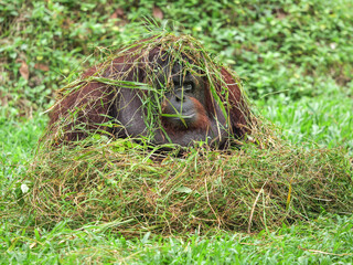 Bornean orang utan relaxing and playing with dry grass on grass background. The Bornean orangutan, Pongo pygmaeus, is a species of orangutan native to the island of Borneo.