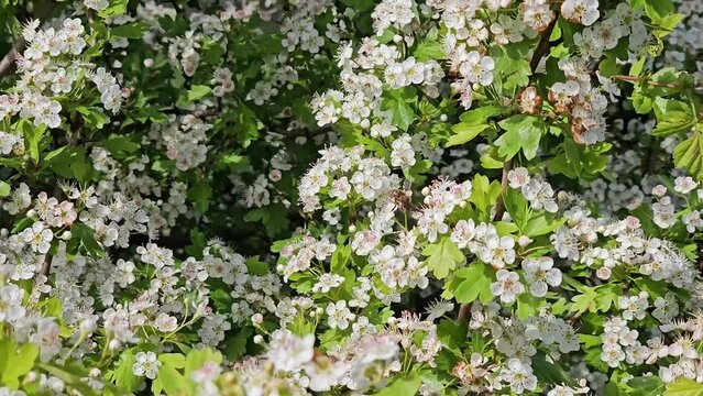 Bees fly from flower to flower, collects flower nectar and thus pollinate the hawthorn bush in bloom on a windy and sunny spring day in the area of Bohemian Paradise in Czech Republic