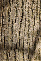 illuminated by sunlight maple tree bark