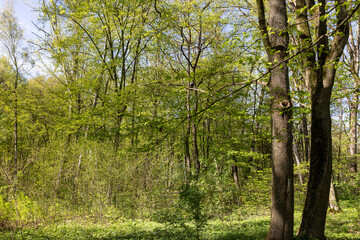 Obraz premium a park with different types of trees in the spring during flowering