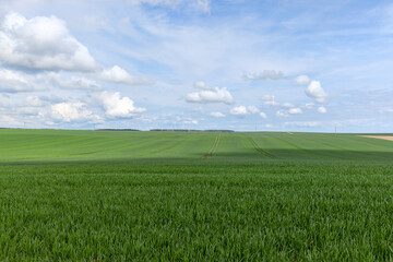 green wheat grass in the spring in the field