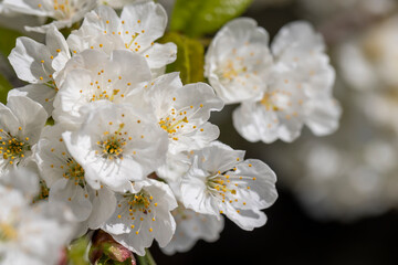 Obraz premium large inflorescences of white cherry blossoms in spring