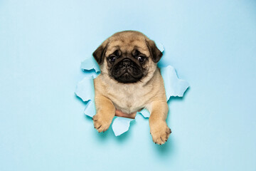 Pug puppy crawling out of blue background