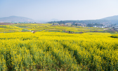 Rapeseed flower sea in Bingma Township, Yunnan Province