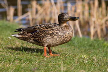 a group of ducks on the river in spring