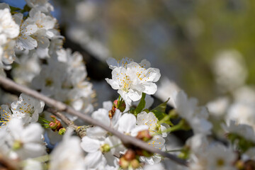 large inflorescences of white cherry blossoms in spring
