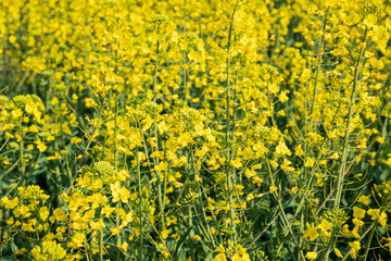Rapeseed flower sea in Bingma Township, Yunnan Province