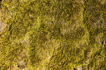 Green moss grows on a tree. Close-up.