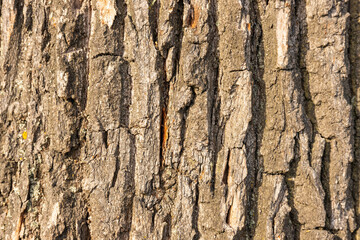 Bark of the oak tree as textured background
